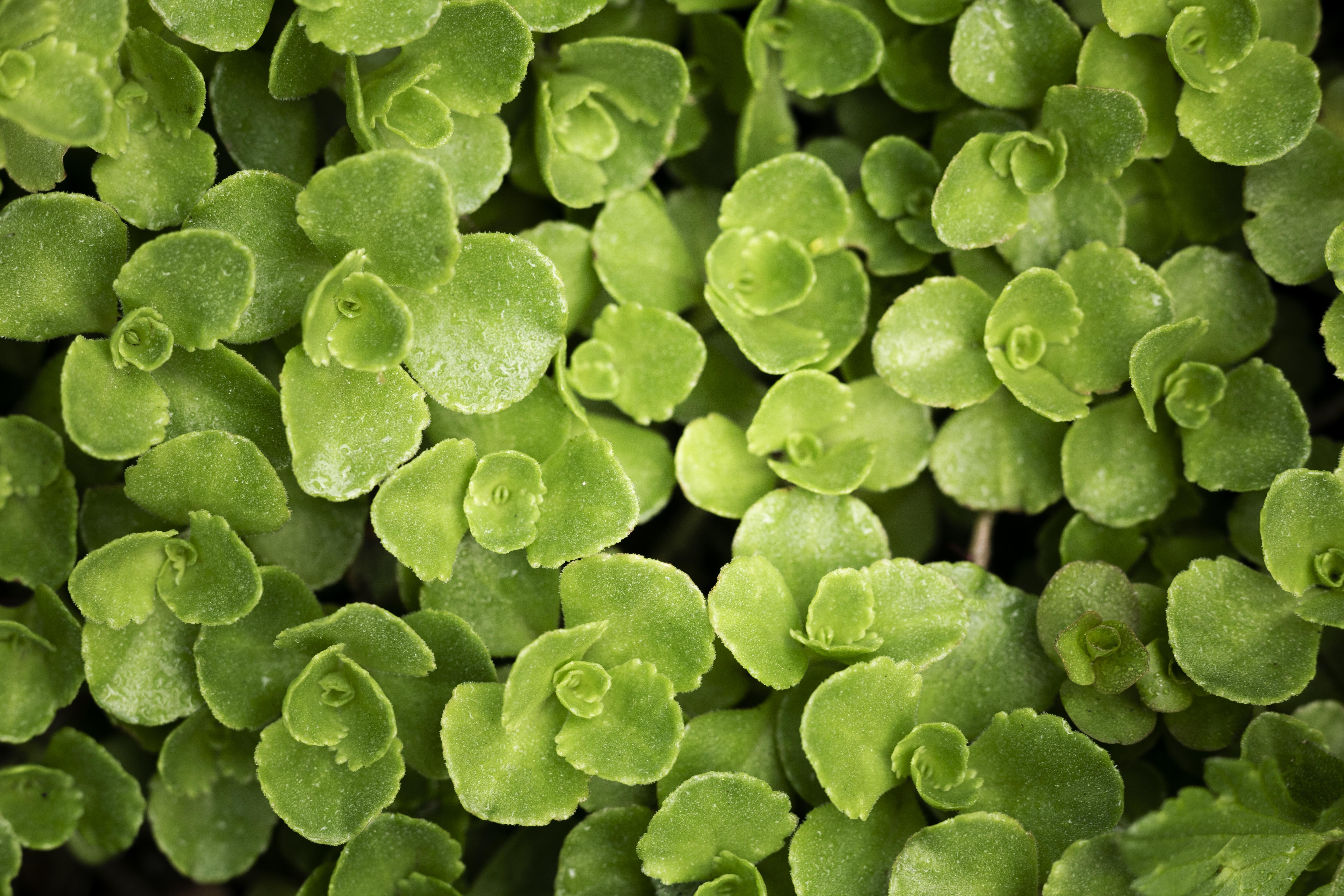 Brahmi herb and its benefits
